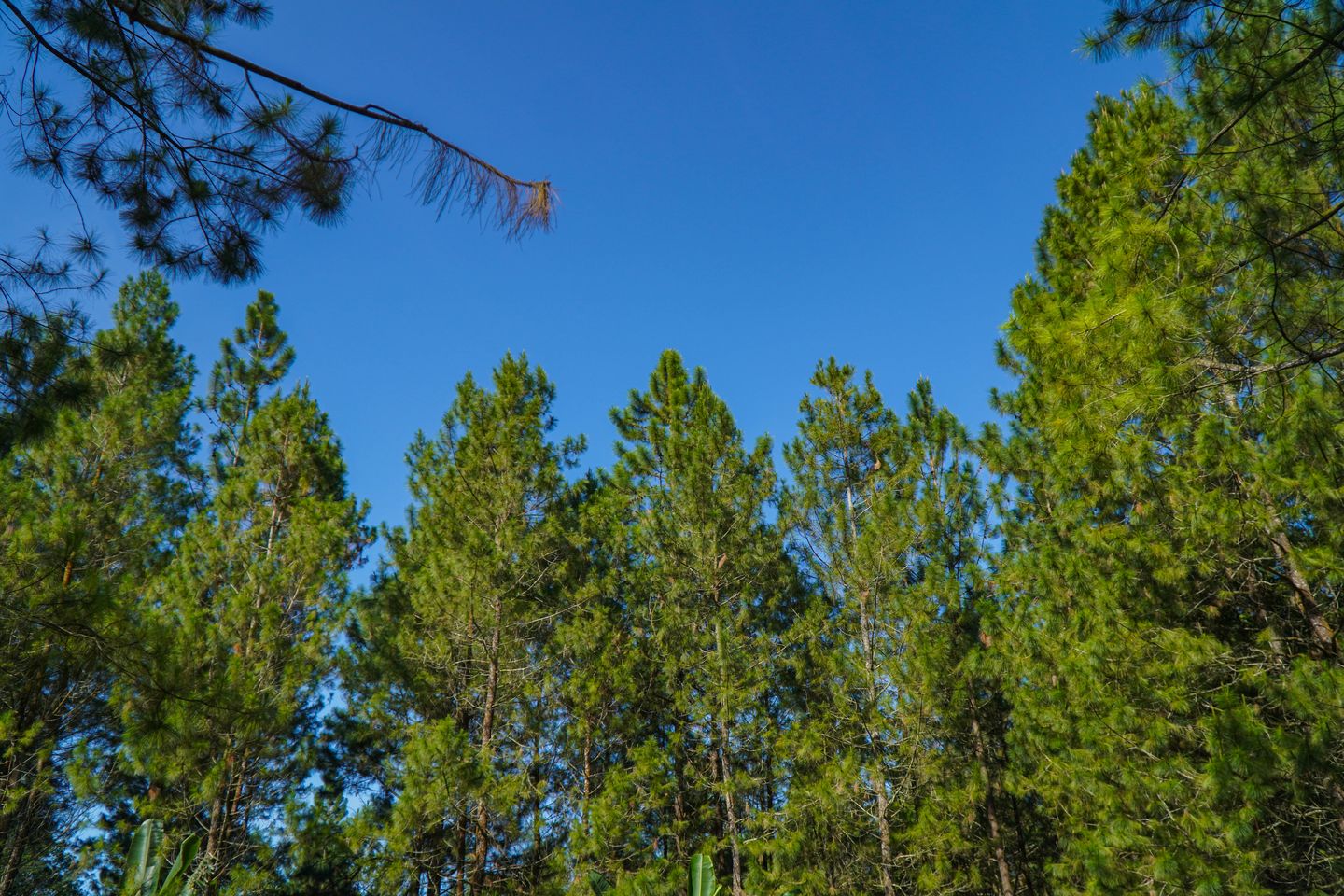 Desa Krisik Landscape 3